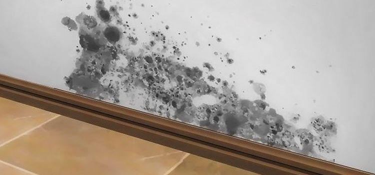 black-mold-cleaning in Abu Dhabi
